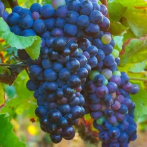 Grape Vine Plants Live - 2-3 Ft Outdoor Grape Tree - 1-2 Year Old Vines