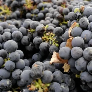 Grape Vine Plants Live - 2-3 Ft Outdoor Grape Tree - 1-2 Year Old Vines