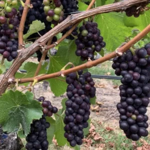 Grape Vine Plants Live - 2-3 Ft Outdoor Grape Tree - 1-2 Year Old Vines