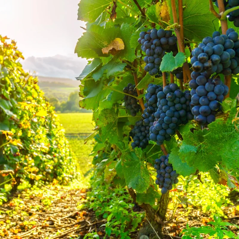 Live Grape Plants for Planting - 2-3 Feet Grape Vines - 1-2 Year Old