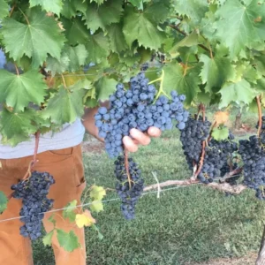 Black Grape Vine Plant Live 2-3 Ft Grape Tree, 1-2 Year Old Vines