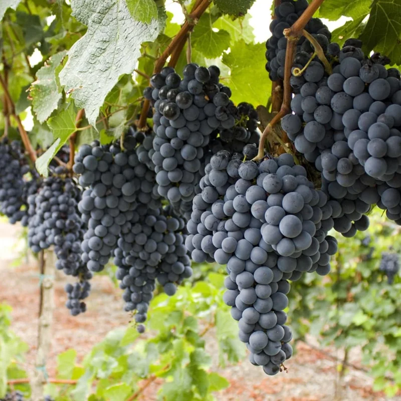 Live Grape Plants for Planting - 2-3 Feet Grape Vines - 1-2 Year Old