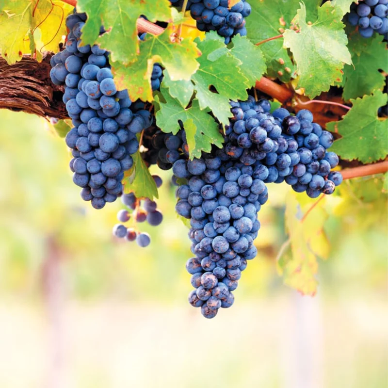 Live Grape Plants for Planting - 2-3 Feet Grape Vines - 1-2 Year Old