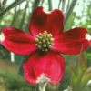Red Dogwood Tree Live Plant - 12 Inch Flowering Shrub for Planting