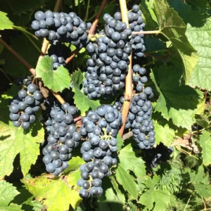 Black Grape Vine Plant Live 2-3 Ft Grape Tree, 1-2 Year Old Vines