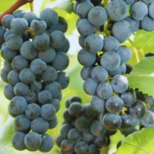 Grape Vine Plants Live - 2-3 Ft Outdoor Grape Tree - 1-2 Year Old Vines