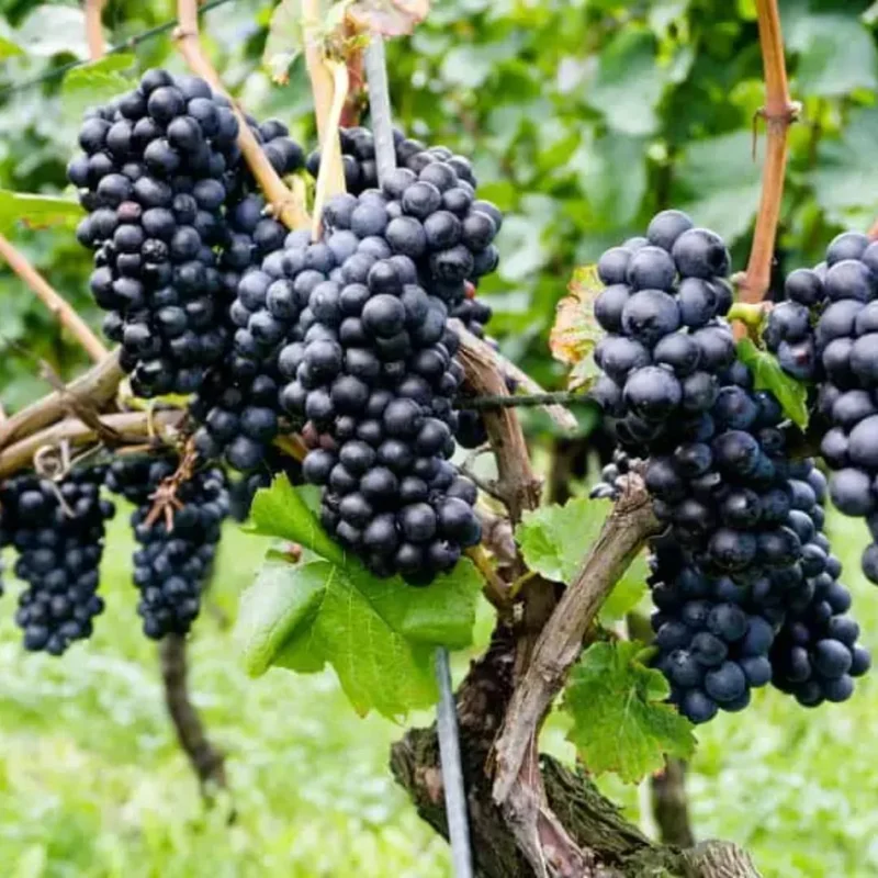 Live Grape Plants for Planting - 2-3 Feet Grape Vines - 1-2 Year Old