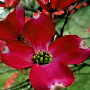 Flowering Dogwood Tree Live Plant - 2 Ft Red Dogwood Shrub Bush for Planting Outside