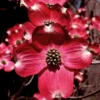 Red Dogwood Tree Live Plant - 3ft Dogwood Bush - Flowering Shrub