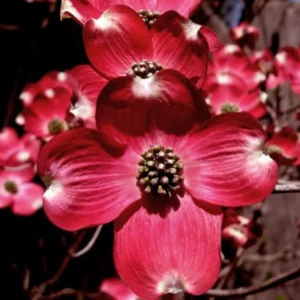 Red Dogwood Tree Live Plant - 3ft Dogwood Bush - Flowering Shrub