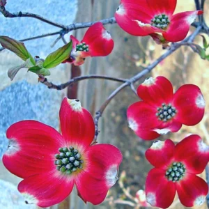 Red Dogwood Tree 4 ft Shrub Bush - Live Flowering Plant for Outdoor Planting