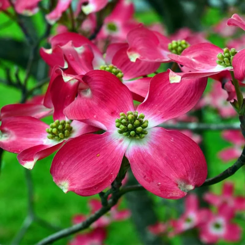 Red Dogwood Trees Set - 2 Live Plants, 12 Inch Tall Flowering Shrubs