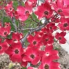 Red Dogwood Trees - Set of 2 Live Flowering Plants for Outdoor Planting