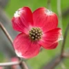 Red Dogwood Trees Live Plants - Set of 2 - 3Ft Tall Flowering Shrubs