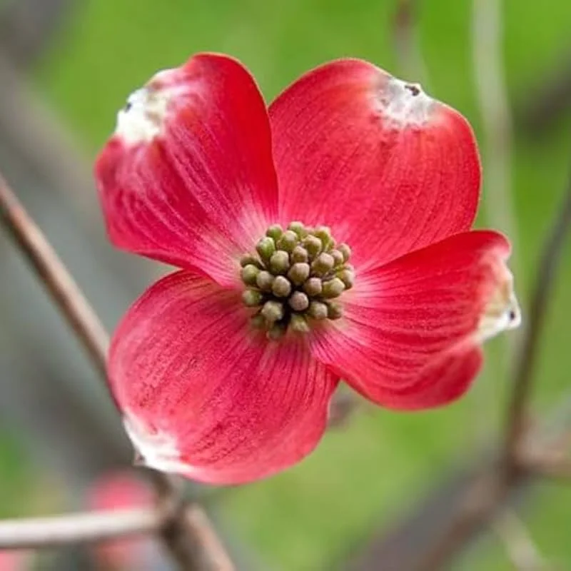 Red Dogwood Trees Live Plants - Set of 2 - 3Ft Tall Flowering Shrubs