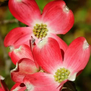 Red Dogwood Trees - 4 Ft Live Flowering Shrubs for Planting Outside