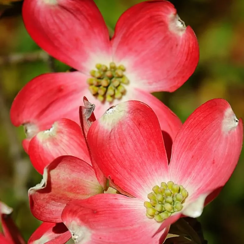 Red Dogwood Trees - 4 Ft Live Flowering Shrubs for Planting Outside