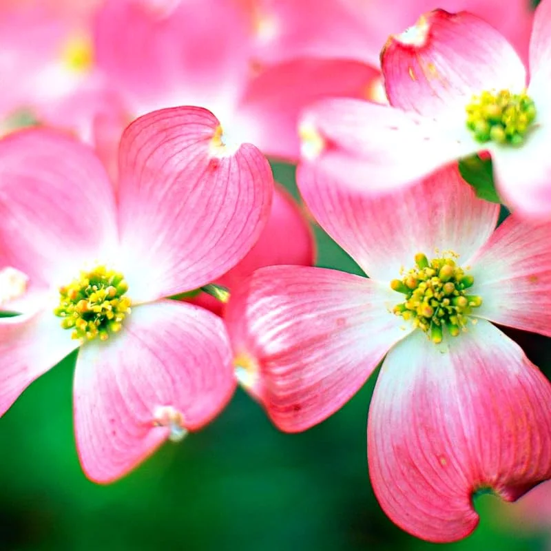 Pink Dogwood Trees - Live Flowering Plants - 1-2 Feet Tall - Outdoor Planting