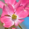 Pink Dogwood Trees - Live Flowering Plants - 1-2 Feet Tall - Outdoor Planting