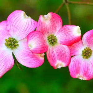 Pink Dogwood Trees - Live Flowering Plants - 1-2 Feet Tall - Outdoor Planting