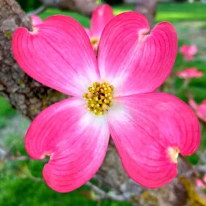 Pink Dogwood Tree Live Plant Bundle - Flowering Dogwood, 12-18 inch, Outdoor Planting