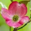 Pink Dogwood Tree Live Plant - 1-2 ft Dormant Flowering Dogwood for Outdoor Planting