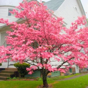 Pink Dogwood Tree Live Plant - 1-2 ft Dormant Flowering Dogwood for Outdoor Planting