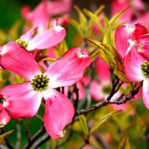 Pink Dogwood Tree Live Plant - Quart Pot 6-12 Inch Flower Shrub