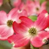 Pink Dogwood Trees - Set of 2 Live Flowering Plants in Quart Pots for Outdoor Planting