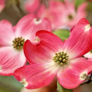 Pink Dogwood Trees - Set of 2 Live Flowering Plants in Quart Pots for Outdoor Planting