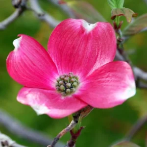Pink Dogwood Trees - Set of 3 Live Flowering Shrubs 12-18 inch Tall