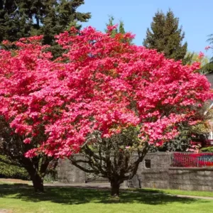 Pink Dogwood Trees - Set of 3 Live Flowering Shrubs 12-18 inch Tall
