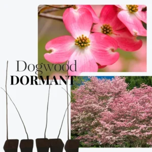 Pink Dogwood Trees - 2 Pack Live Flowering Plants 1-2 Ft Tall