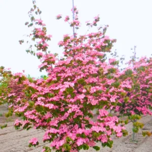 Pink Dogwood Trees - 2 Pack Live Flowering Plants 1-2 Ft Tall
