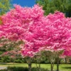 Pink Dogwood Trees - Set of 2 Live Bare Root Plants 12-18 Inches Flowering Shrubs
