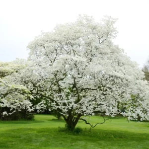 Flowering Dogwood Tree Live Plant - 6-12 Inch White Dogwood Shrub