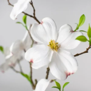 Flowering Dogwood Tree Live Plant - 6-12 Inch White Dogwood Shrub