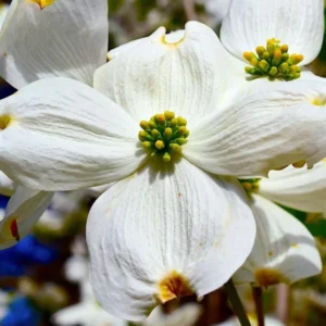 Flowering Dogwood Tree Live Plant - 6-12 Inch White Dogwood Shrub