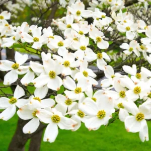 Flowering Dogwood Tree Live Plant - 6-12 Inch White Dogwood Shrub