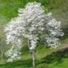Flowering Dogwood Tree Live Plant - 6-12 Inch White Dogwood Shrub