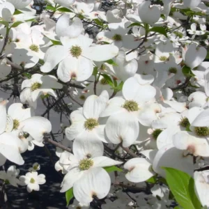 Flowering Dogwood Tree Live Plant - 6-12 Inch White Dogwood Shrub