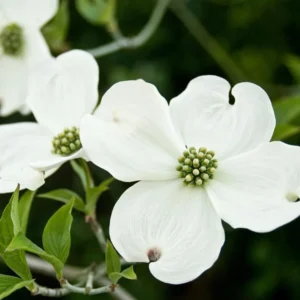 Flowering Dogwood Tree Live Plant - 6-12 Inch White Dogwood Shrub
