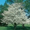 White Dogwood Tree Shrub Quart Pot - Live Flowering Plant Outdoor