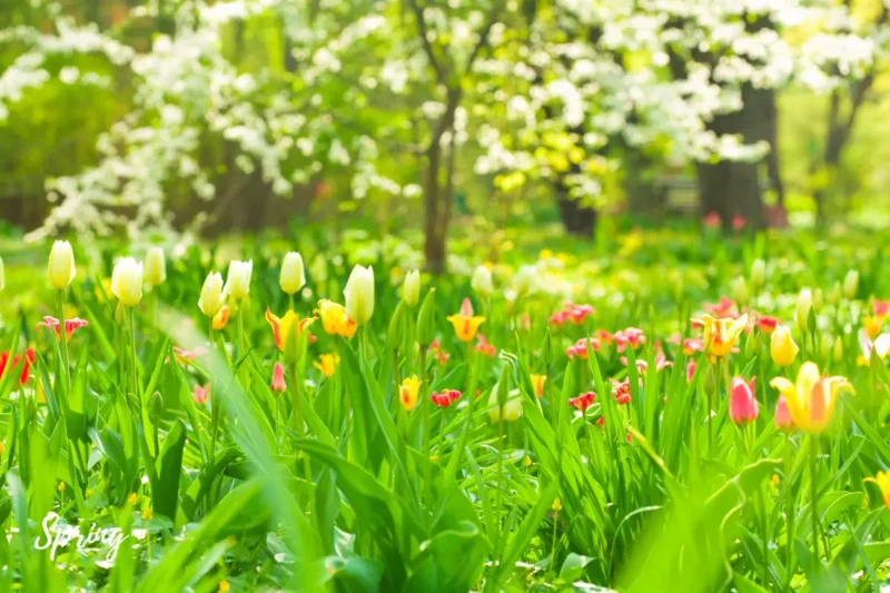 first day of spring 2025