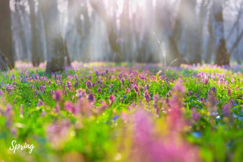 spring garden -Best Plants to Grow on the First Day of Spring 2025