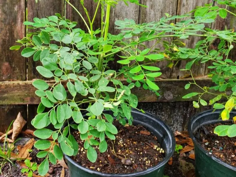 Best Moringa Varieties for Containers