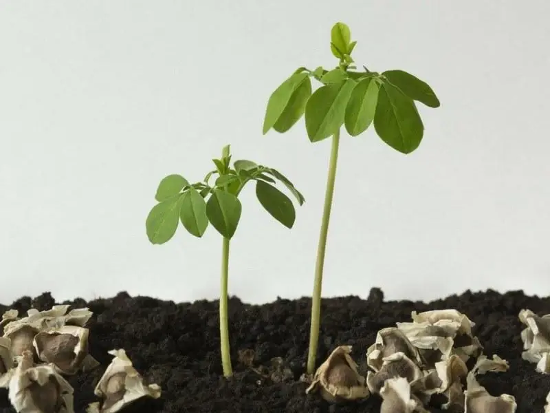 growing moringa from seeds