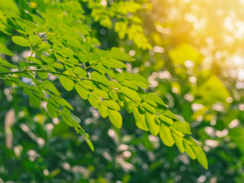grow moringa in pots
