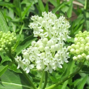Butterfly Milkweed Plants Live - 2 Asclepias Tuberosa Plants 4-9 Inch Height - Outdoor Planting