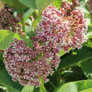 Butterfly Milkweed Plants Live - 2 Asclepias Tuberosa Plants 4-9 Inch Height - Outdoor Planting